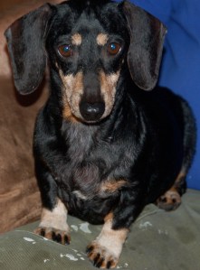 Windy, wants to be a diva when she grows up.