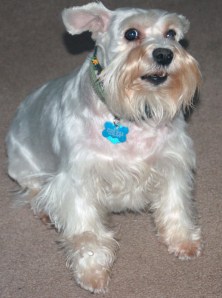 A freshly groomed girl.