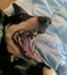 Windy, not thrilled with getting up, yawns.