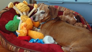 Jake is a bit greedy when it comes to toys.